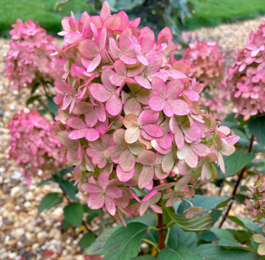 Hydrangea paniculata - MAGICAL CANDLE