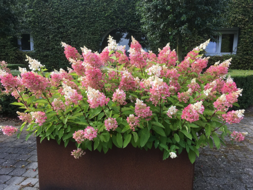 Hydrangea paniculata CANDLELIGHT® Hortenzia