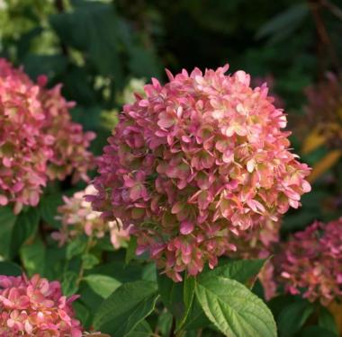 Hydrangea paniculata PETITE CHERRY