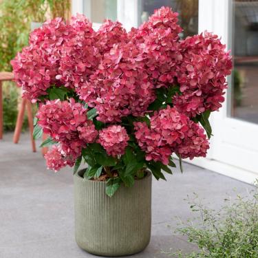 Hydrangea paniculata PETITE STAR