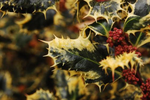 Ilex aquifolium Ferox Argentea - Ezüstös Tüskés Magyal