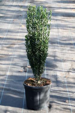 Ilex crenata Fastigiata