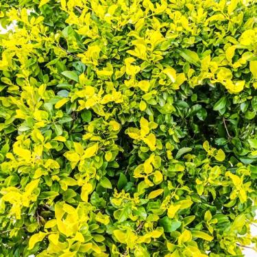 Ilex crenata Golden Gem