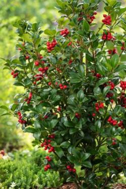 Ilex meserveae 'Heckenfee' - Magyal