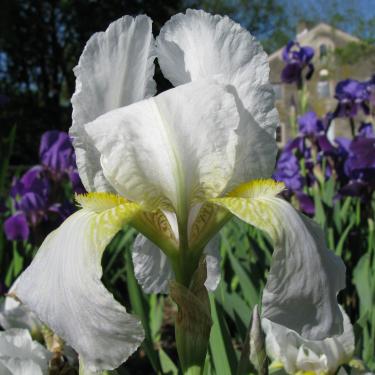 Iris germanica - Kerti nőszirom 