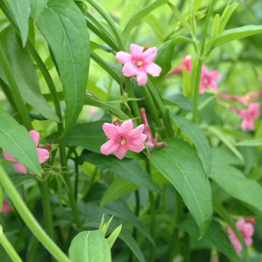 Jasminum beesianum - Piros Jázmin