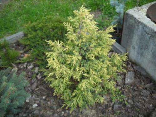 Juniperus chinensis ELDORADO