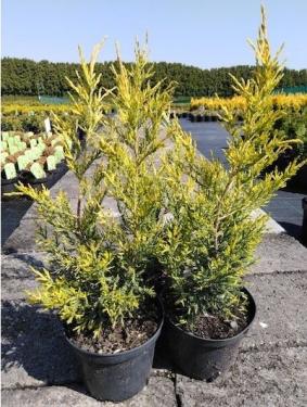Juniperus chinensis MISI Boróka