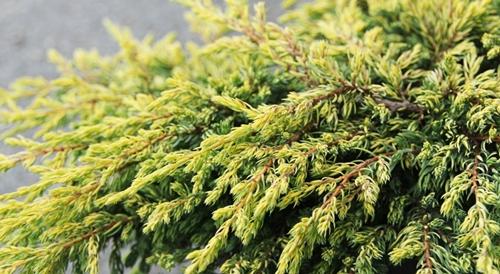 Juniperus communis GOLDSCHATZ