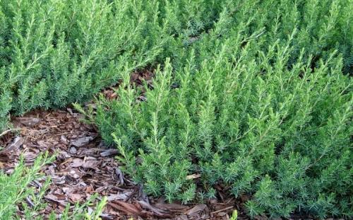 Juniperus conferta BLUE PACIFIC