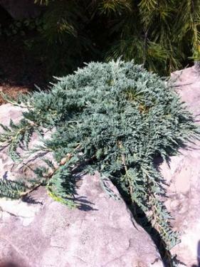 Juniperus horizontalis ICEE BLUE