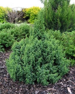 Juniperus pingii LODERI