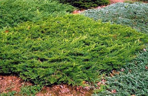 Juniperus sabina BROADMOOR