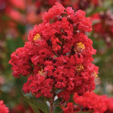 Lagerstroemia indica - Kínai selyemmirtusz 'Enduring Red'