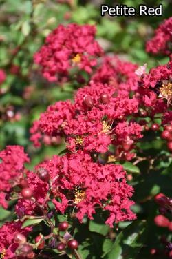 Lagerstroemia indica - Kínai selyemmirtusz fajták