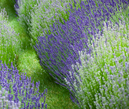 Lavandula angustifolia fajták 2.