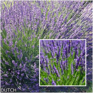 Lavandula x Intermedia fajták Levendula