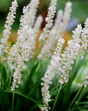 Liriope muscari - Gyöngyikés gyepliliom fajták