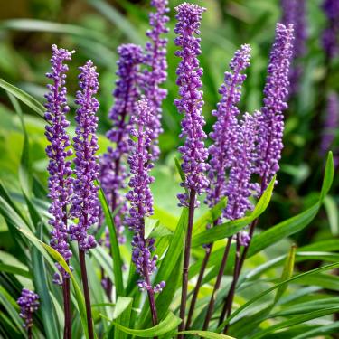 Liriope muscari Gyöngyikés gyepliliom