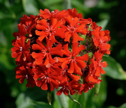 Lychnis chalcedonica Red - Égőszerelem