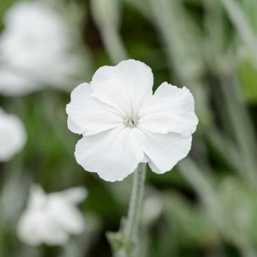 Lychnis Coronaria - Bársonyos kakukkszegfű