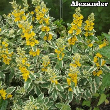 Lysimachia Lizinka