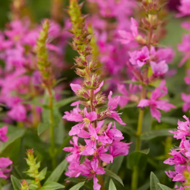 Lythrum salicaria - Réti füzény