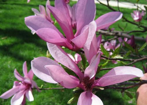 Magnolia Betty Liliomfa