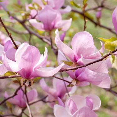 Magnolia George Henry Kern Liliomfa