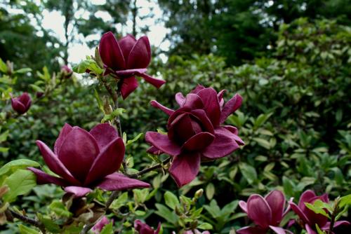 Magnolia soulangeana 'Genie'