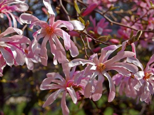 Magnolia stellata 'Rosea' - Csillagvirágú liliomfa