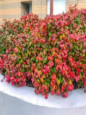 Nandina domestica FIREPOWER - Japán szentfa