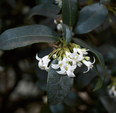 Osmanthus burkwoodii - Burkwood illatcserje