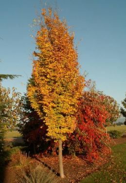 Parrotia persica 'Persian spire' - Perzsa varázsfa