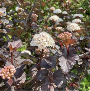 Physocarpus opulifolius DIABLE D'OR 