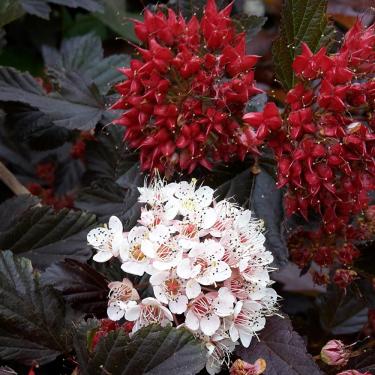 Physocarpus opulifolius RED BARON Hólyagvessző