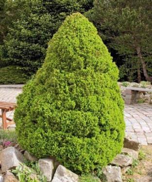 Picea glauca CONICA - Cukorsüvegfenyő
