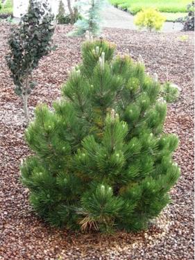 Pinus leucodermis COMPACT GEM Törpe páncélfenyő