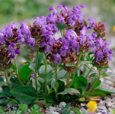 Prunella Grandiflora - Gyíkfű