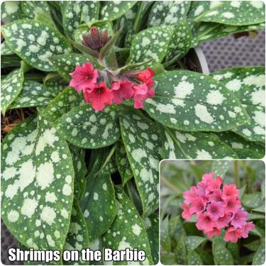 Pulmonaria - Tüdőfű