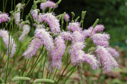 Sanguisorba - Vérfű fajták