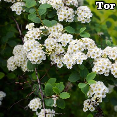 Spiraea betulifolia Gyöngyvessző TOR fajták
