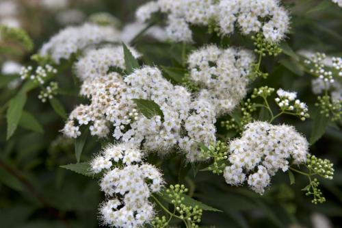Spiraea japonica Gyöngyvessző ALBIFLORA