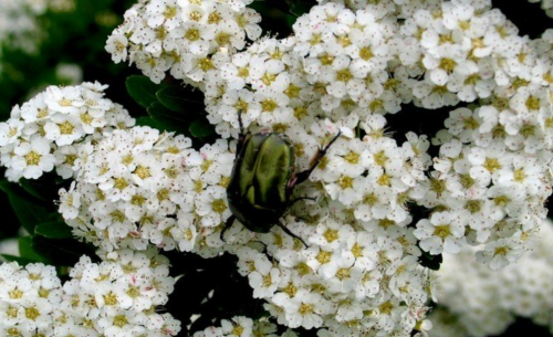 Spiraea nipponica - SNOWMOUND