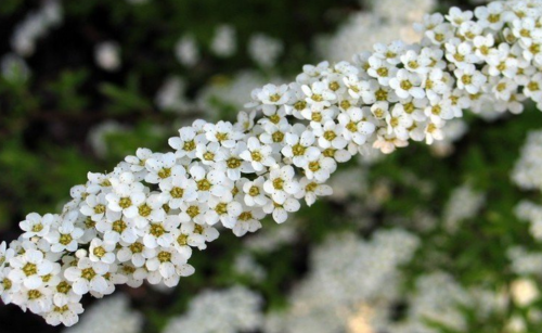 Spiraea x cinerea - GREFSHEIM