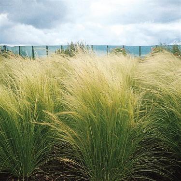 Stipa tenuissima Pony Tails / Mexikói árvalányhaj