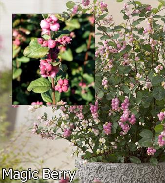 Symphoricarpos Hóbogyó fajták