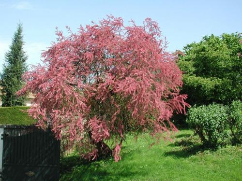 Tamarix tetrandra Tamariska