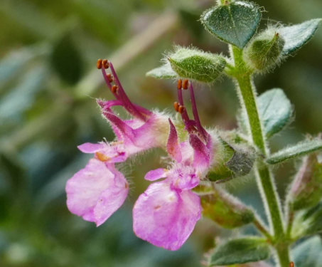 Teucrium chamaedrys - Sarlós gamandor 