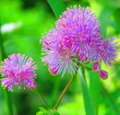 Thalictrum aquilegiifolium - Erdei borkóró